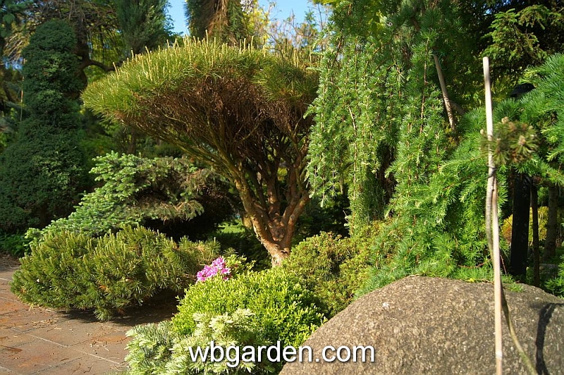 wbgarden spring 23.JPG
